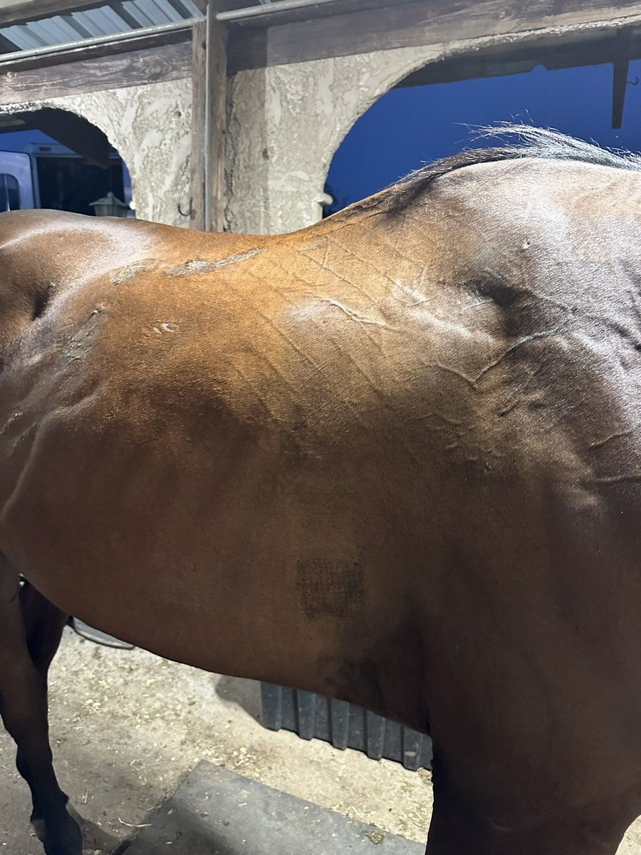 rescue2circuit's tweet photo. ONE Bemer session &amp; my dudes already starting to sweat!!! Even before his ride he has some in his pits &amp; between his back legs! I’m beyond impressed. He has 2 more planned throughout the next week.. can’t wait to see them improvements! Not to mention how much better u/s he felt! https://t.co/Gcjl5jcqdU