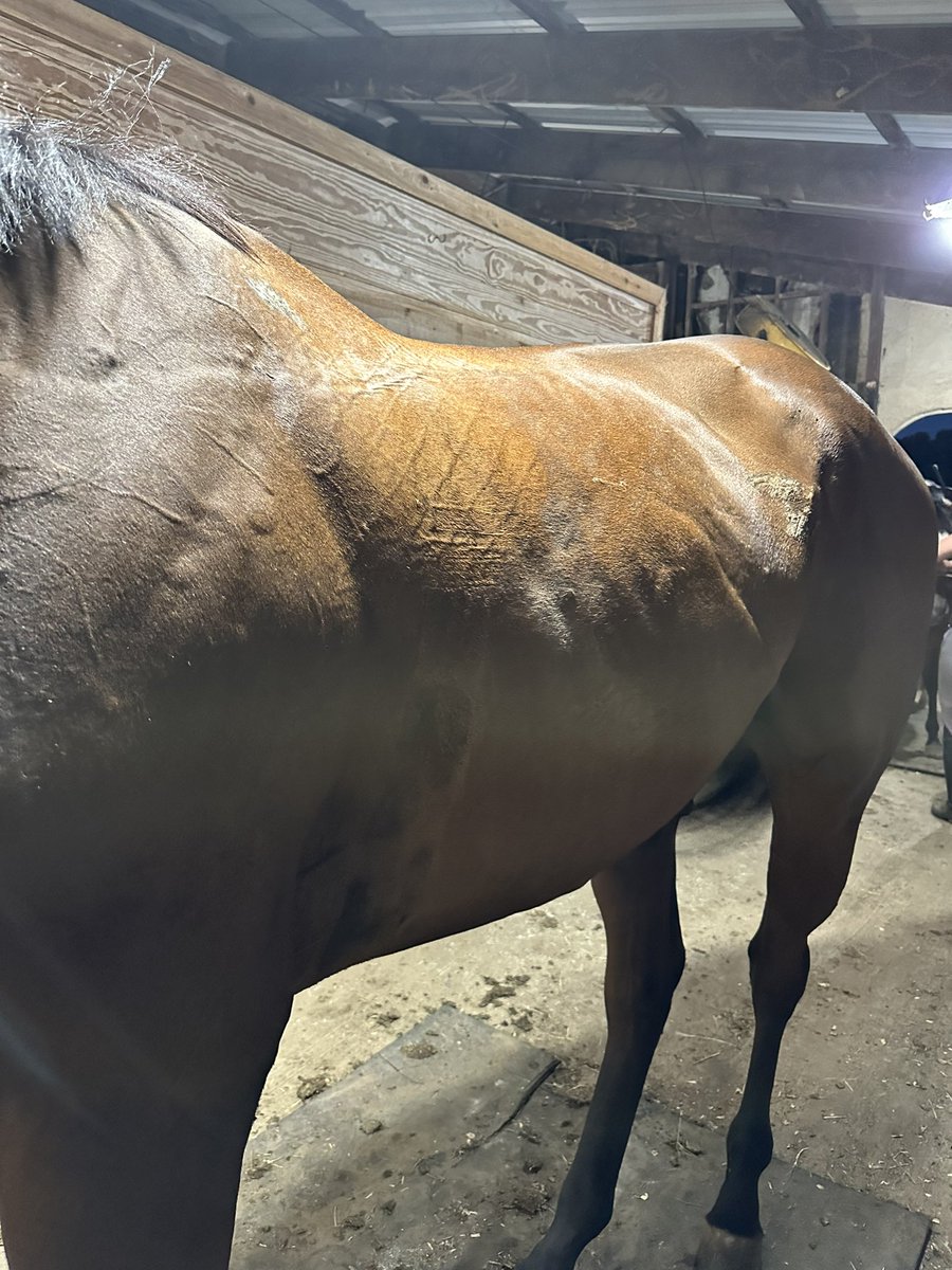 rescue2circuit's tweet photo. ONE Bemer session &amp; my dudes already starting to sweat!!! Even before his ride he has some in his pits &amp; between his back legs! I’m beyond impressed. He has 2 more planned throughout the next week.. can’t wait to see them improvements! Not to mention how much better u/s he felt! https://t.co/Gcjl5jcqdU
