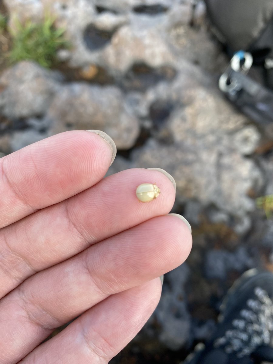 selfish_f's tweet image. テントウムシの真っ白いやつ？🤔