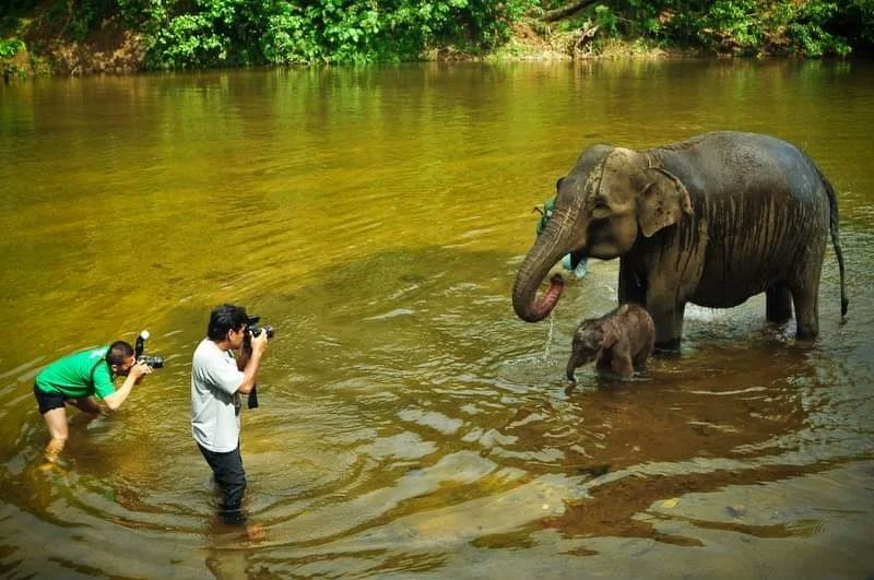 mirroreye's tweet photo. World Elephant Day 

Save Sumatran elephants and stop deforestation!

#saveelephants #savesumatranelephant #sumatranelephant #elephant #gajah #aceh #sumatra #indonesia https://t.co/4YjdewJel8