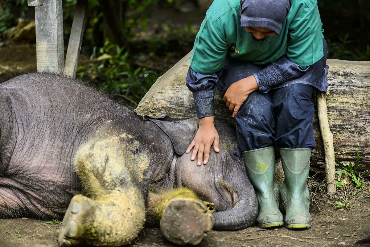 mirroreye's tweet photo. World Elephant Day 

Save Sumatran elephants and stop deforestation!

#saveelephants #savesumatranelephant #sumatranelephant #elephant #gajah #aceh #sumatra #indonesia https://t.co/4YjdewJel8