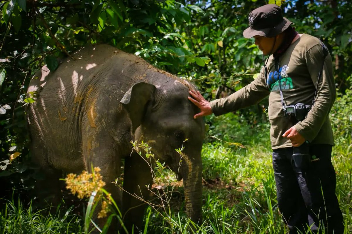 mirroreye's tweet photo. World Elephant Day 

Save Sumatran elephants and stop deforestation!

#saveelephants #savesumatranelephant #sumatranelephant #elephant #gajah #aceh #sumatra #indonesia https://t.co/4YjdewJel8
