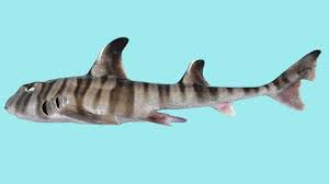 ExperimentShark's tweet photo. Fun Shark Fact Friday: Scientist have discovered a new shark with human like molars called the Painted Horn Shark. The molars are meant for eating mollusks apparently but I think the sharks are becoming more human to post online.
#NewShark #Vtuber #FunSharkFacts #SharkTeef https://t.co/nuFuZdWS3q
