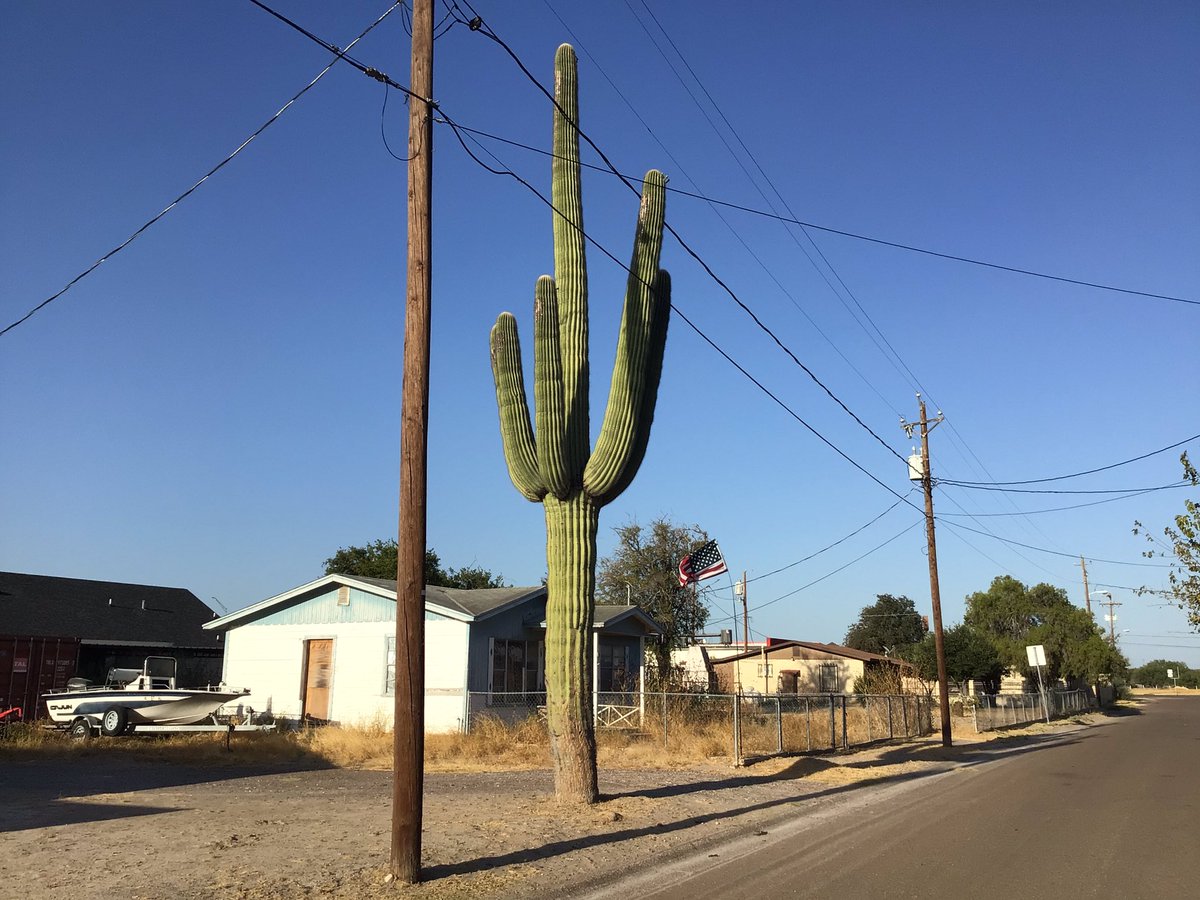 HeatwaveKGNS's tweet photo. Friday 10:30 pm: Saguaro cactus planted in San Ygnacio in 1975 (was purchased in southern Arizona) is doing quite well nearly 50 years later. It appeared quite comfortable with Friday’s 108F heat (Our Laredo NWS/NCEI thermometer). https://t.co/0mEiDUjJC2