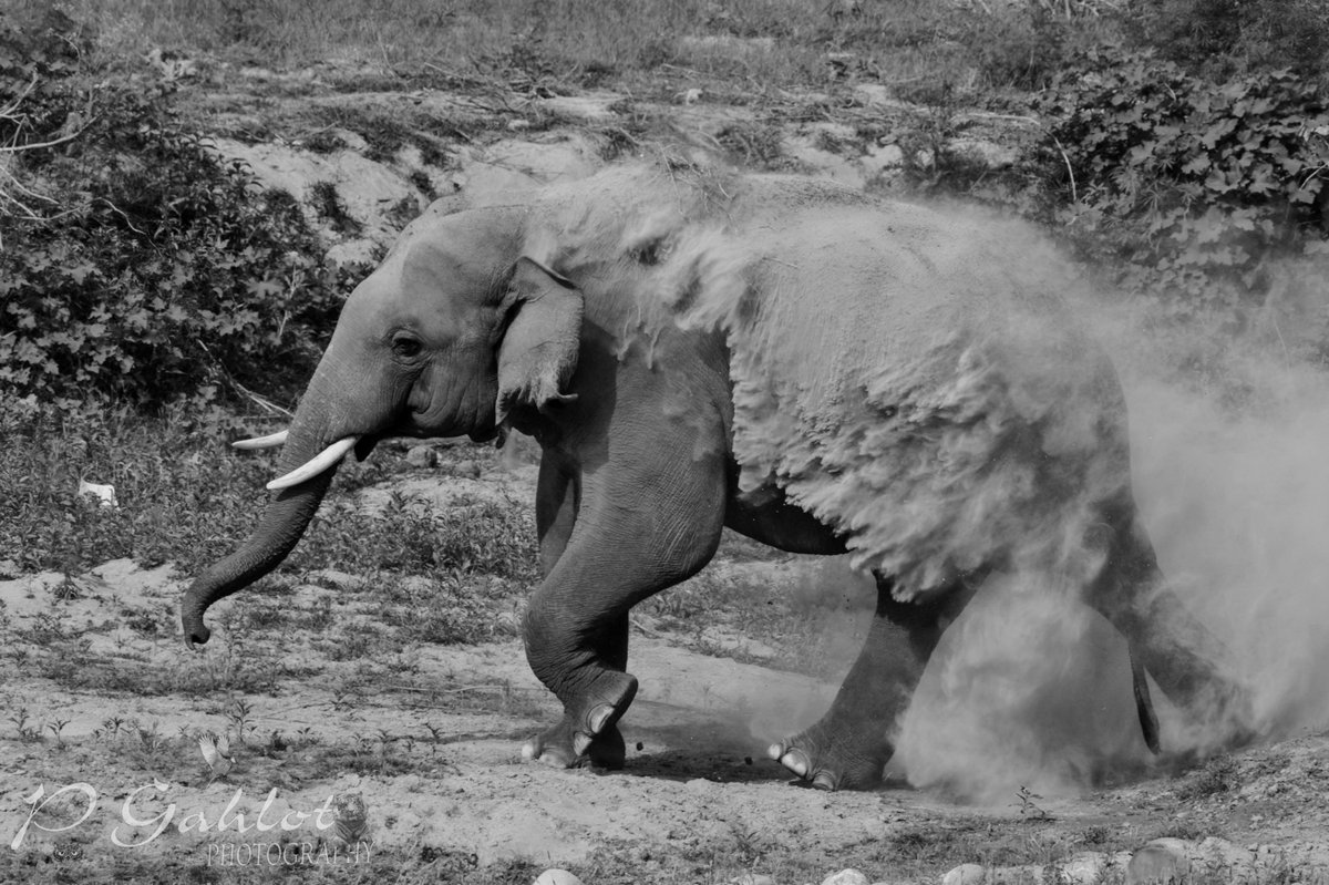 Wishes on #WorldElephantDay 
I think everyday is #elephants day

#wildlife #WILDHEARTS  #wildlifephotography #WildNOut  #IndiAves #BBCWildlifePOTD  #ThePhotoHour #WILDHEARTS #IncredibleIndia #Safari #wilderness #nikonphotography #Jungle #Elephant #mudbath #junglesafari #corbett