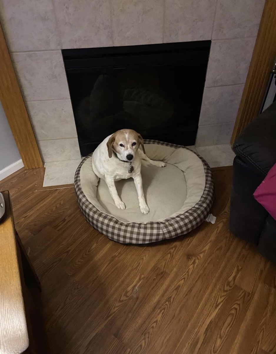 ComplexMech's tweet photo. R.I.P you are a good dog!!! ❤️ https://t.co/ZjFyaGRrP3