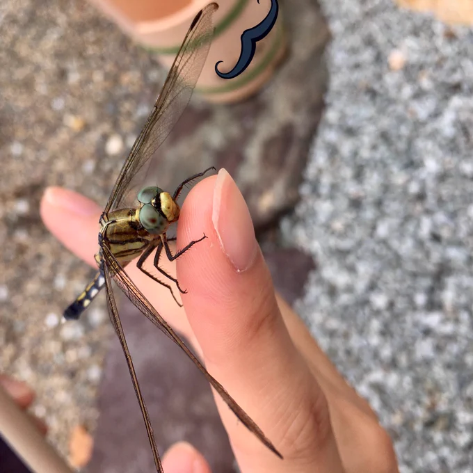 しぜんの写真が増えてほくほく