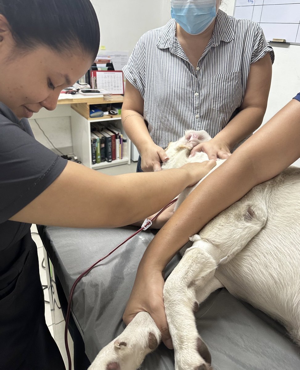 camicuza1's tweet photo. ¿Sabían que los perros y gatos también pueden ser donadores de sangre y salvar vidas?❤️❤️❤️

Hoy Mayte llego a donar sangre &amp; yo fui la encargada de flebotomía 🥹❤️ https://t.co/XF5aUhTYFH