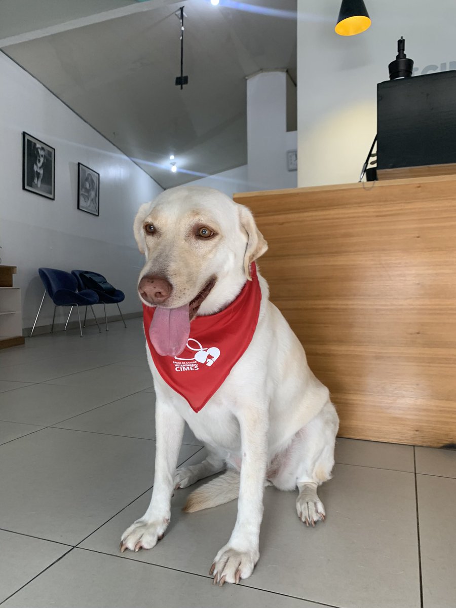 camicuza1's tweet photo. ¿Sabían que los perros y gatos también pueden ser donadores de sangre y salvar vidas?❤️❤️❤️

Hoy Mayte llego a donar sangre &amp; yo fui la encargada de flebotomía 🥹❤️ https://t.co/XF5aUhTYFH