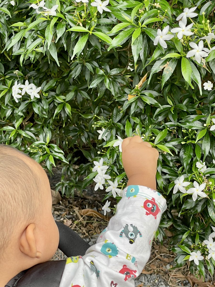 ต้นไม้ของเตนล์ 🌱 tweet media