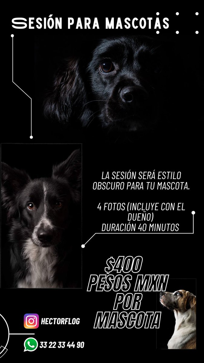 hectorfloresph's tweet photo. Sesión para tu Mascota en GDL 🔥🐶

Promoción de fotos para tu mascota y tu.
Aprovecha esta oportunidad!!
Sesion de fotos en Guadalajara, Jalisco.

#mascotas #GDL #Guadalajara #sesiodemascotas #sesiondefotos https://t.co/yBAGvsngD1