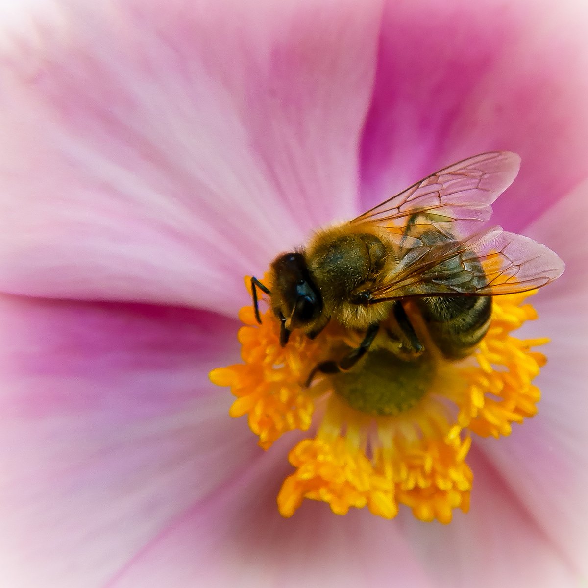 LaDaemonia's tweet photo. 〰️🐝〰️
Good morning.
Have a great weekend😊☕️
#Fotografie #fotografia #photography #photographers #german_photographers #naturfotografie #naturephotography #macro #macrophotography #makro #makrofotografie #makro_biene #macro_bee #beautifulnature #wildlifephotography #beeonflower https://t.co/0esYpoQ8eQ