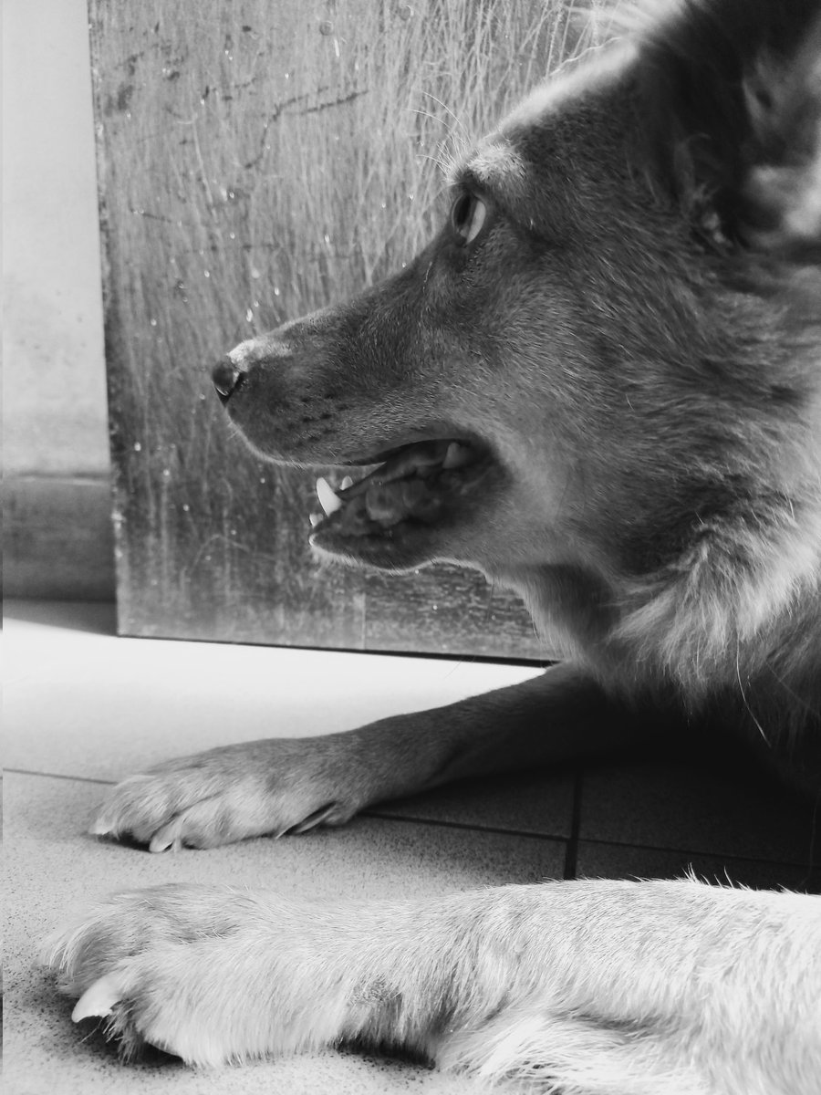 Georgeous ❤️🐾