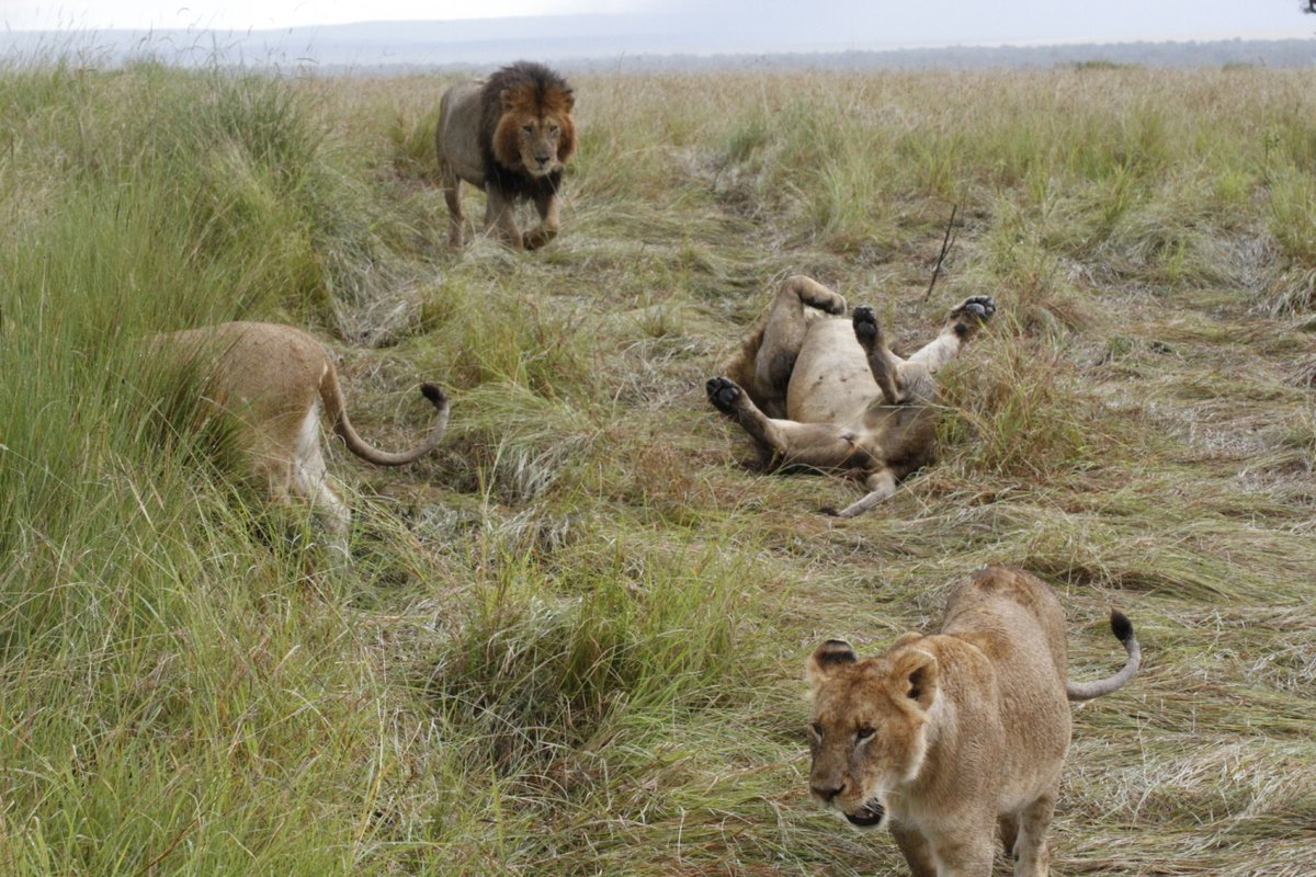 CampCastel's tweet photo. Looks like the pride had a roaring good time frolicking in the Maasai Mara with Castel Mara! Nothing beats a safari adventure with family in the heart of nature - way to go.
Keep on frolicking, folks!
#MaasaiMara #TembeaKenya #Magicalkenya #masaimara #CastelMara https://t.co/biVcCDlCMS
