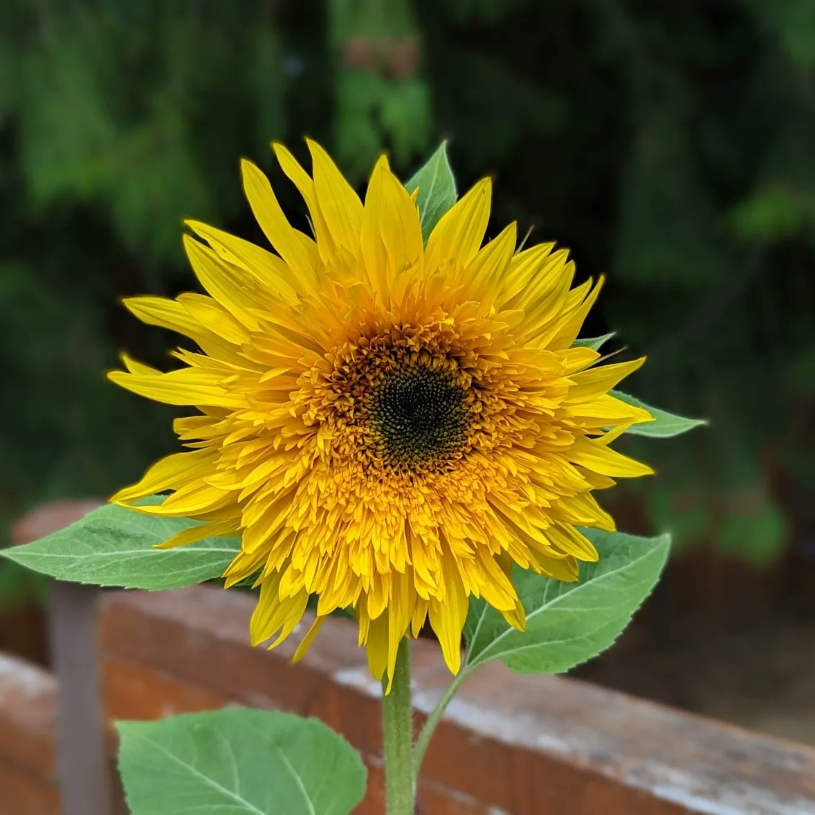 Brittfischer99's tweet photo. A fuzzy sunflower for #FlowersOnFriday https://t.co/YHOBYf0DNS