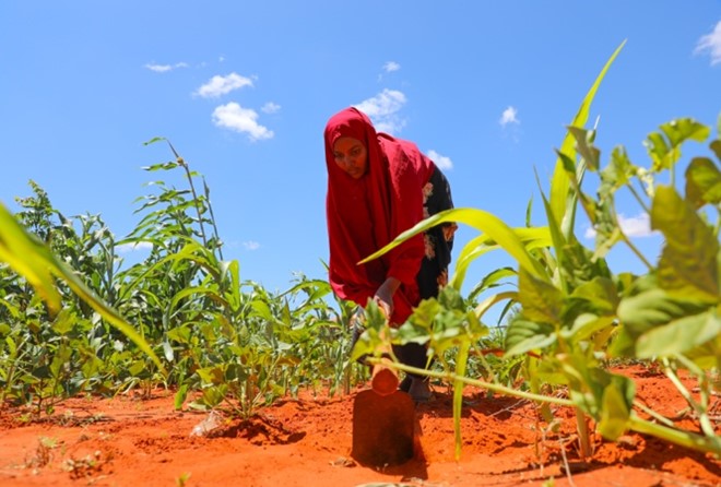 NRC_EAY's tweet photo. #BRCiS is supporting small-scale farmers in #Belet-Hawo district to rebuild their livelihoods. Fadumo Mohamud - is one of the farmers supported through @ScrpSomalia project who is now engaging in the crop production.
@moaisomalia, @MoF_Somalia, @MoPIED_Somalia https://t.co/J7tmHW1c3k