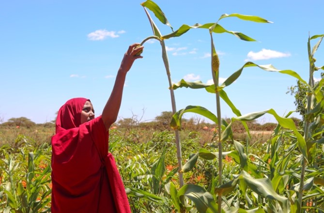 NRC_EAY's tweet photo. #BRCiS is supporting small-scale farmers in #Belet-Hawo district to rebuild their livelihoods. Fadumo Mohamud - is one of the farmers supported through @ScrpSomalia project who is now engaging in the crop production.
@moaisomalia, @MoF_Somalia, @MoPIED_Somalia https://t.co/J7tmHW1c3k