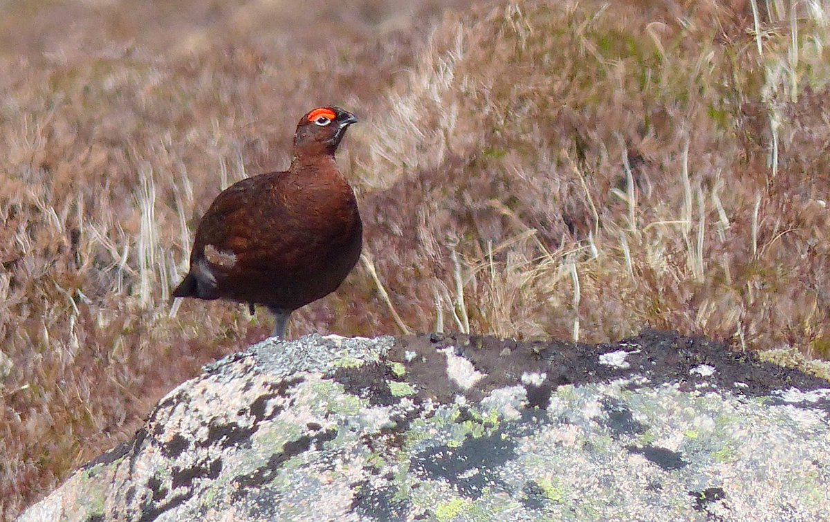 I support significant reform of Scotland’s grouse moors. Please sign and share the @ReviveCoalition pledge – It’s time to Revive #OurMoors e-activist.com/page/33064/pet…