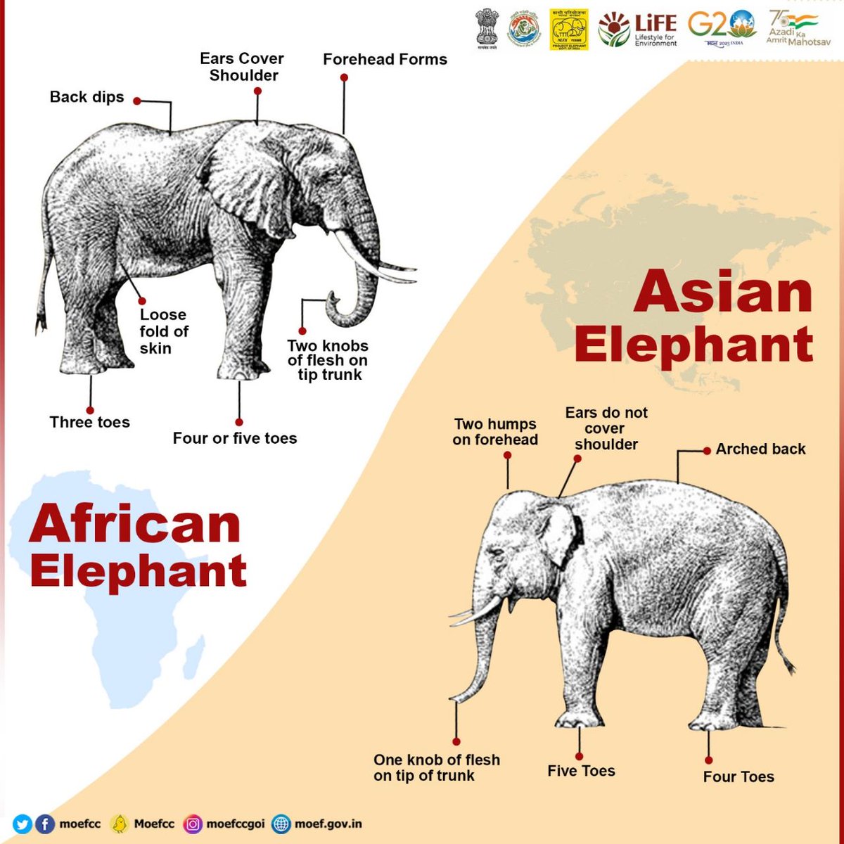 moefcc's tweet photo. #DYK Asian elephants are different from African elephants!

#WorldElephantDay2023
#WorldElephantDay
#MissionLiFE
#ProPlanetPeople https://t.co/1UgZVTDPhp