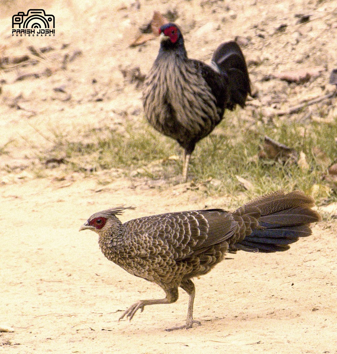 parishjoshi's tweet image. #KalijPheasant at #RajajiTigerReserve, #ChillaGate, #Uttarakahand (May 2023).
#CanonGears #Klickers #FCR #IndiAves #Britnatureguide #TwitterNatureCommunity #ThePhotoHour #BirdsSeenIn2023 #BBCwildlifePOTD @Saket_Badola @WildlifeMag @CornellBirds @incognito9