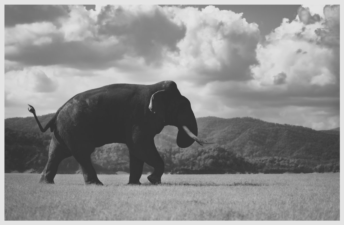 Udaivee25303125's tweet photo. #WorldElephantDay 

@skumarias02 
@rameshpandeyifs 
@Saket_Badola https://t.co/3pZkZMOzhY