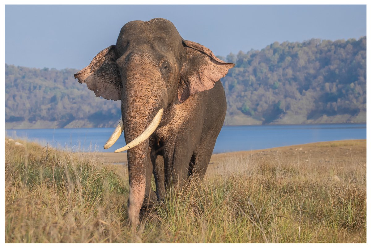 Udaivee25303125's tweet photo. #WorldElephantDay 

@skumarias02 
@rameshpandeyifs 
@Saket_Badola https://t.co/3pZkZMOzhY