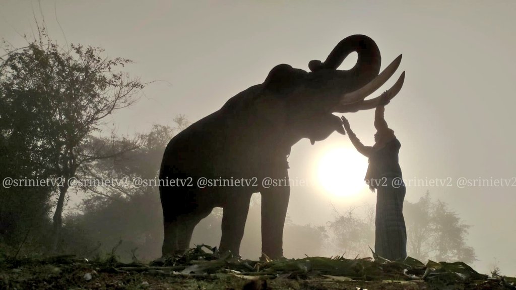 Srinietv2's tweet photo. உலக யானைகள் தின வாழ்த்துகள், காடு வளம் பெற யானைகளை காப்போம்,@supriyasahuias @SudhaRamenIFS @SHANKARtcr @kovaikarthee @PT__journo__PK @vijay_vast @PrasanthV_93 @PrasannaVs7 @tnforestdept
#கலீம்
#Kaleem
#ElephantDay
#WorldElephantDay https://t.co/cTZgWBvTh6