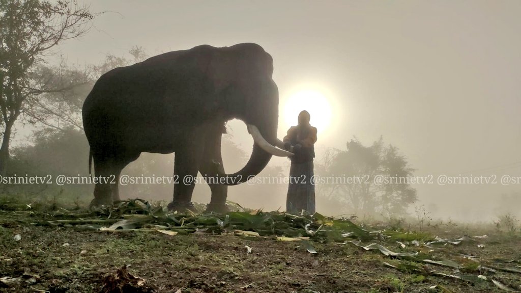 Srinietv2's tweet photo. உலக யானைகள் தின வாழ்த்துகள், காடு வளம் பெற யானைகளை காப்போம்,@supriyasahuias @SudhaRamenIFS @SHANKARtcr @kovaikarthee @PT__journo__PK @vijay_vast @PrasanthV_93 @PrasannaVs7 @tnforestdept
#கலீம்
#Kaleem
#ElephantDay
#WorldElephantDay https://t.co/cTZgWBvTh6