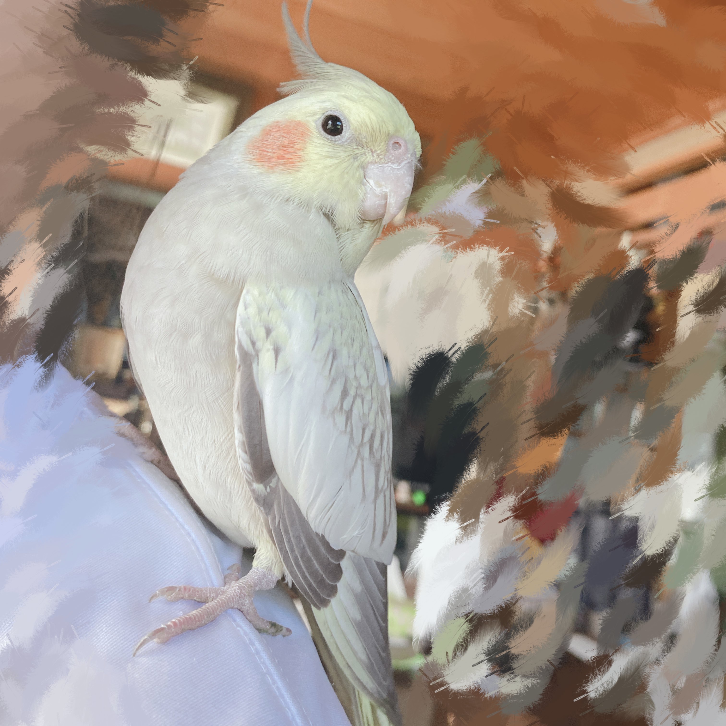 オカメインコさま専用ページ リアルサイズ オカメインコ WFパイド ホワイトフェイス 羊毛