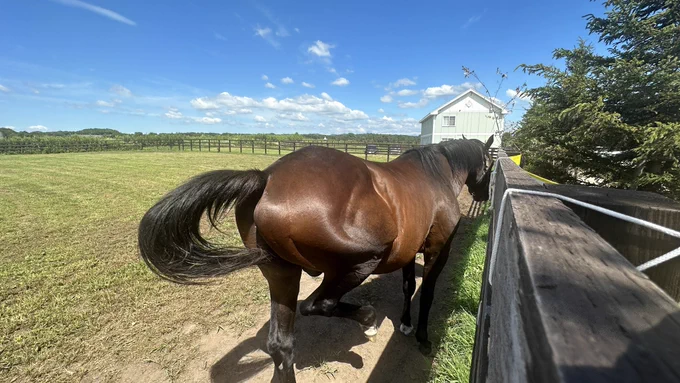 他の馬と比べても骨格がガッシリしているし年老いてなお馬体に張りもあって気品もあり、やっぱりダービー馬はダービー馬なのだなぁと思いました。