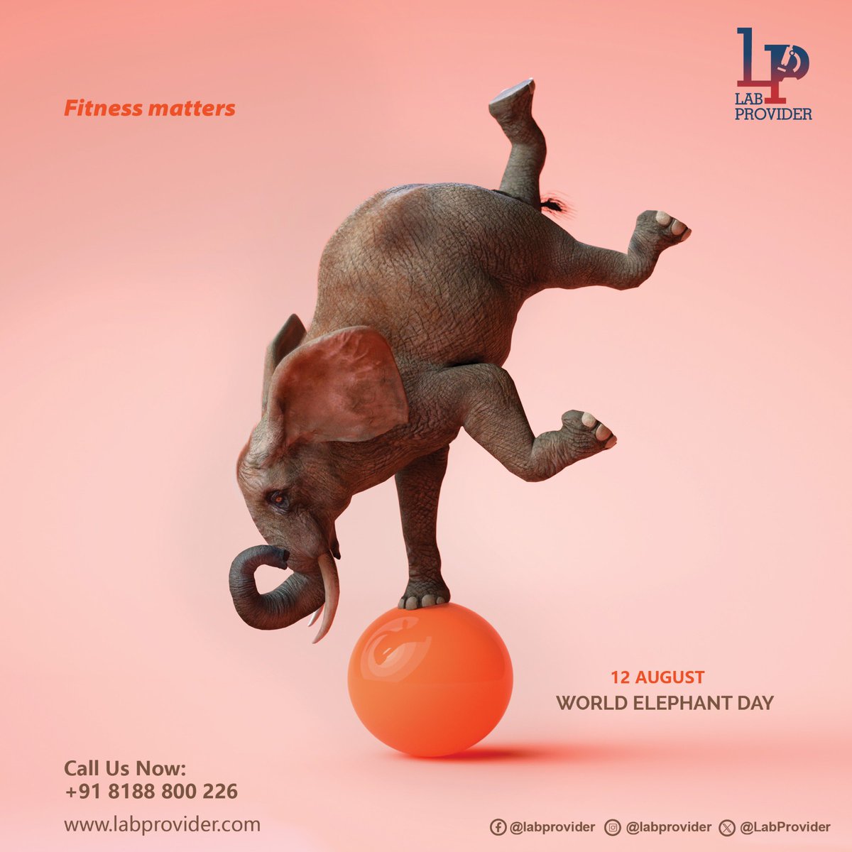 Even animals know the bliss of fitness!
.
.
.
.
.
Reach us at info@labprovider.com or call us at 08188800226
#elephants  #WorldElephantDay2023  #AnimalsLover  #fitnessmatters #labprovider