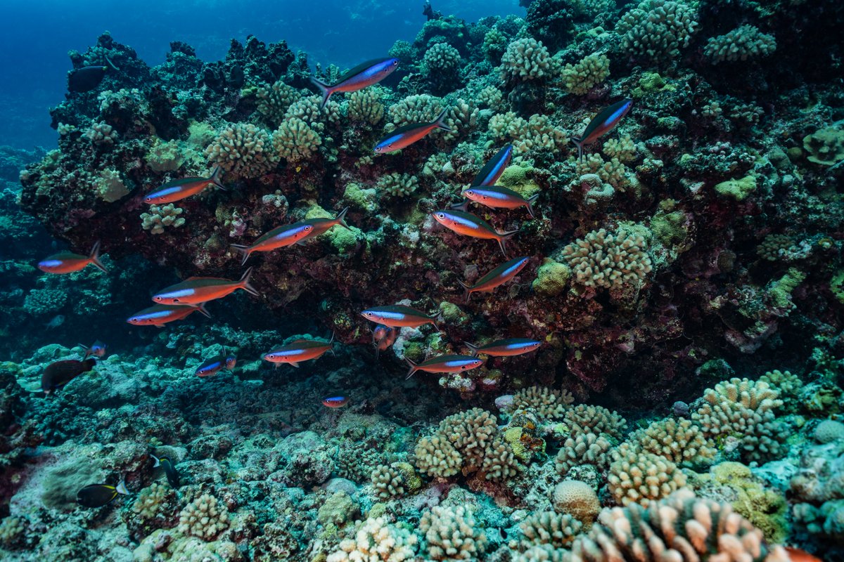 SylviaEarle tweet picture
