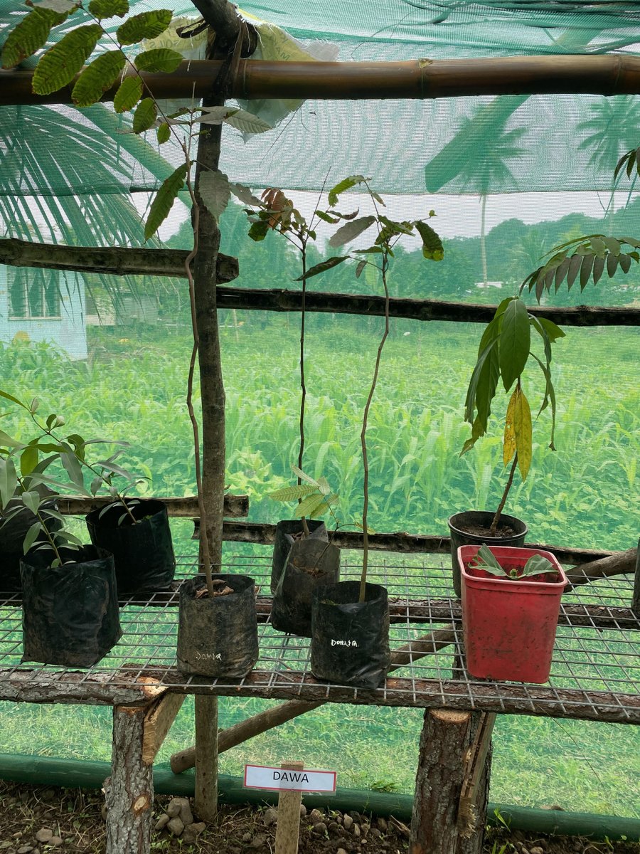 Pacific_Ark's tweet photo. We're buzzing with excitement as our greenhouse begins to burst with life, gearing up for next week's big permaculture project! Stay tuned for updates and behind-the-scenes peeks. #PermacultureProject #GreenhouseGlow #EcoFriendly #SustainableLiving #PacificArk #Voluntourism https://t.co/HWXaIq4oeW