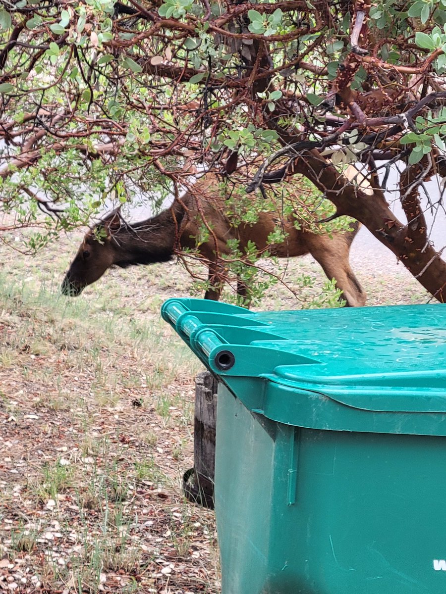 andykrammy's tweet photo. We're in Pine, AZ. The Elk are hungry, the humans and hungry and mother nature made us WET! #pineaz @ThatBrewery #cabin https://t.co/DEHcVKAyv2