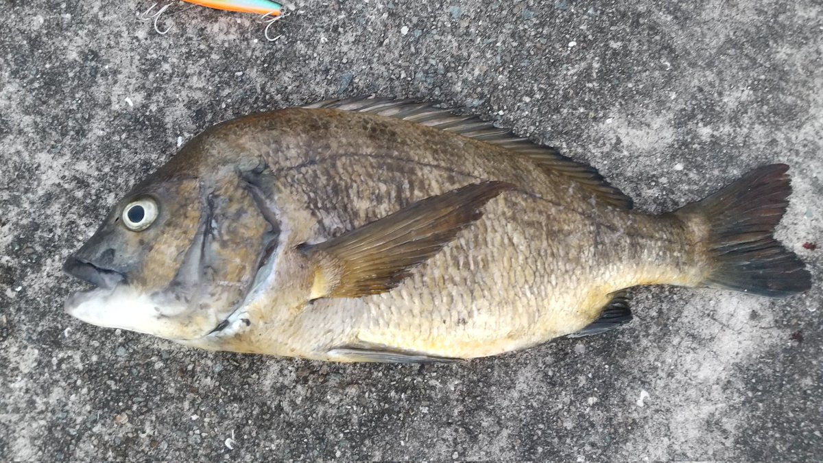 k_nagoro's tweet image. 8月11日(祝)の釣果🎣

幸先良く開始②投目でゲット⤴️⤴️⤴️
その後は全く続かず。。。

46cm #SilentAssassin