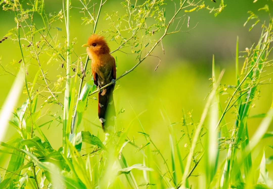avitupeque's tweet photo. Iniciamos fin de semana y nada mejor que conectar con la naturaleza, los dejo con estas  aves que observamos en Barrancabermeja.  Si quieres  conocer mas de las aves de nuestro territorio contacta Avitupeque.
#Avitupeque
#protegerparaconservar https://t.co/3HH0paGUue