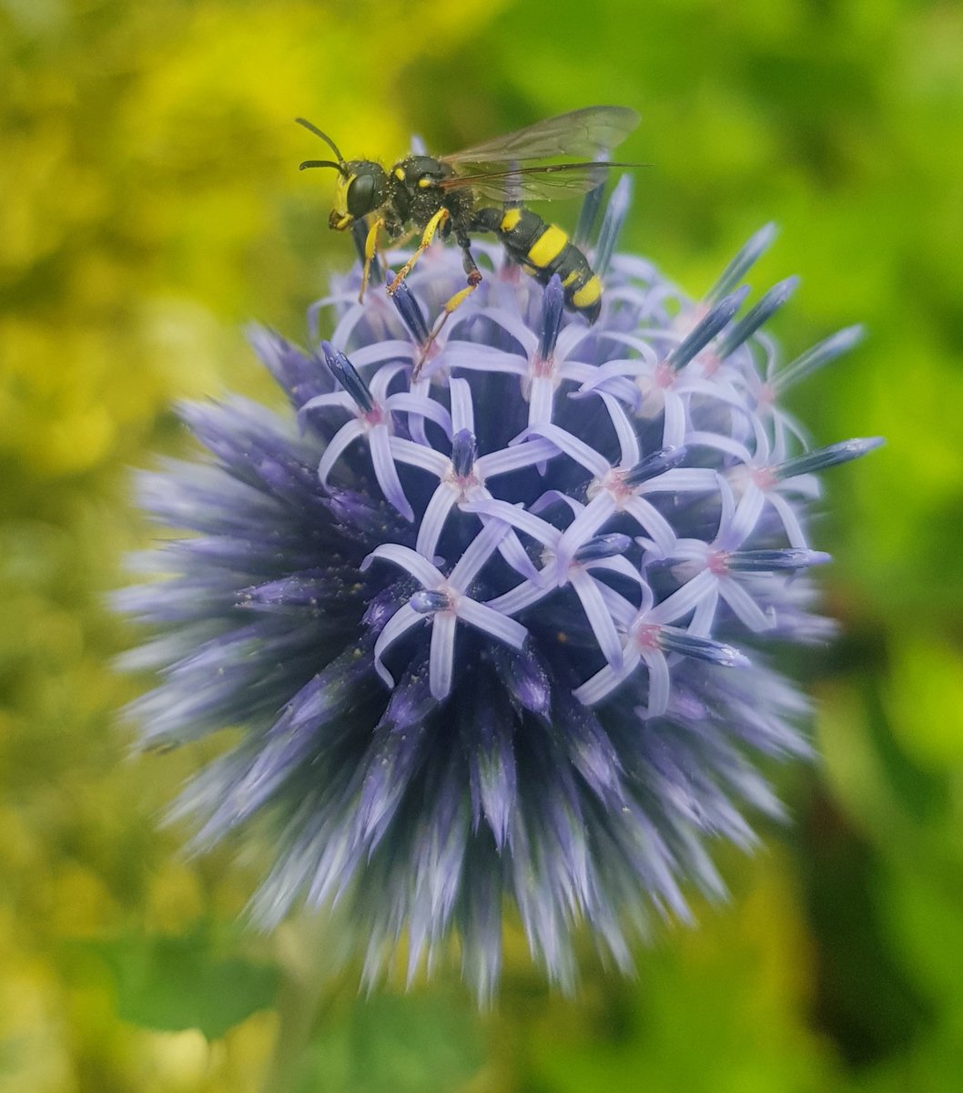 Wasp (spp. unknown) on echinops.    
Look at those huge eyes, a pixar wasp perhaps.  I can see a wasp book purchase in my near future.
Any chance of an ID folks? <a href="/bugmanjones/">Richard Jones</a> <a href="/bwars2000/">BWARS</a>  #GardenersWorld #wildlife