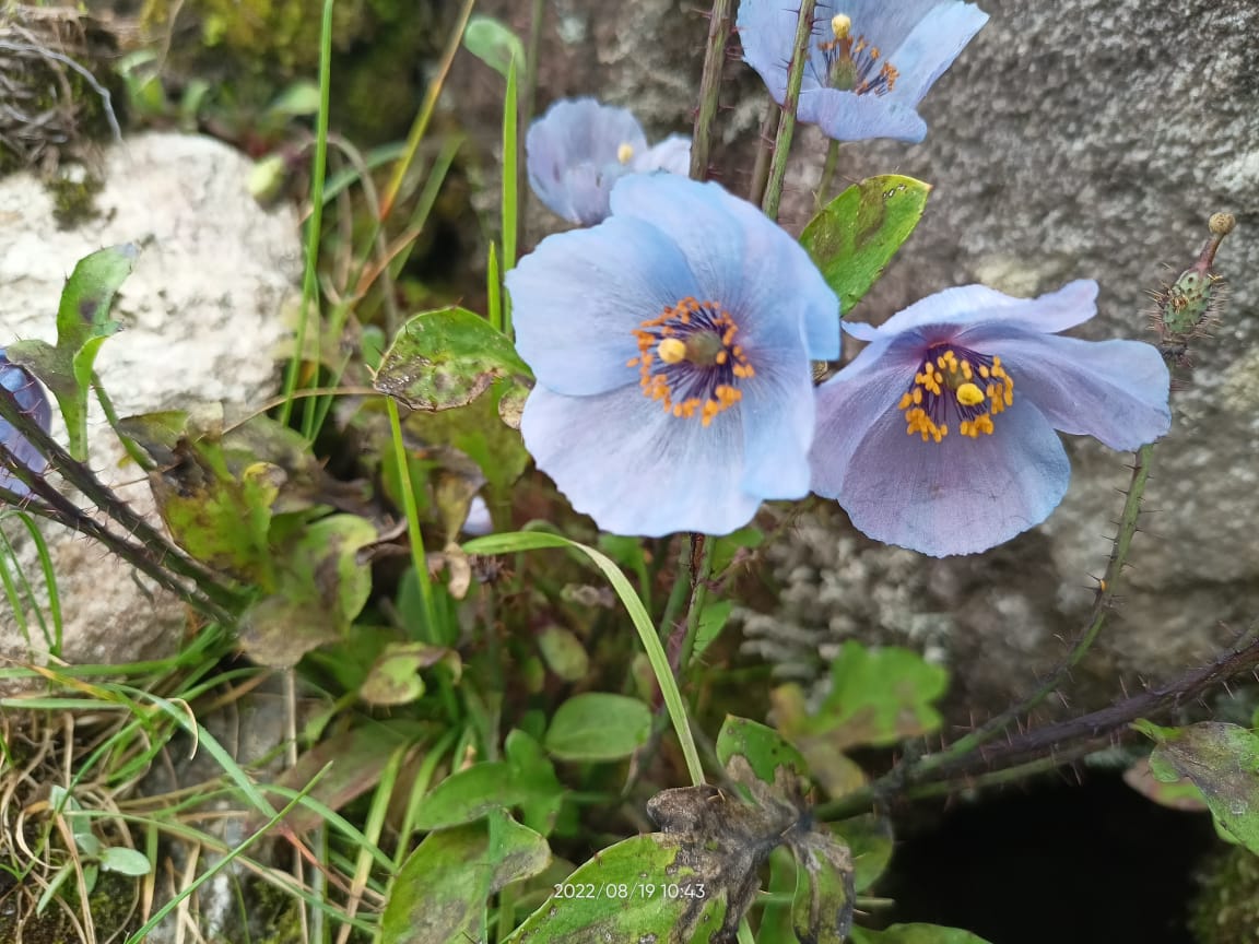 ViragLive's tweet image. Himalayan blue puppy @ Valley of flowers, Chamoli Uttarakhand
#vof #valleyofflowers #nature #hemkund