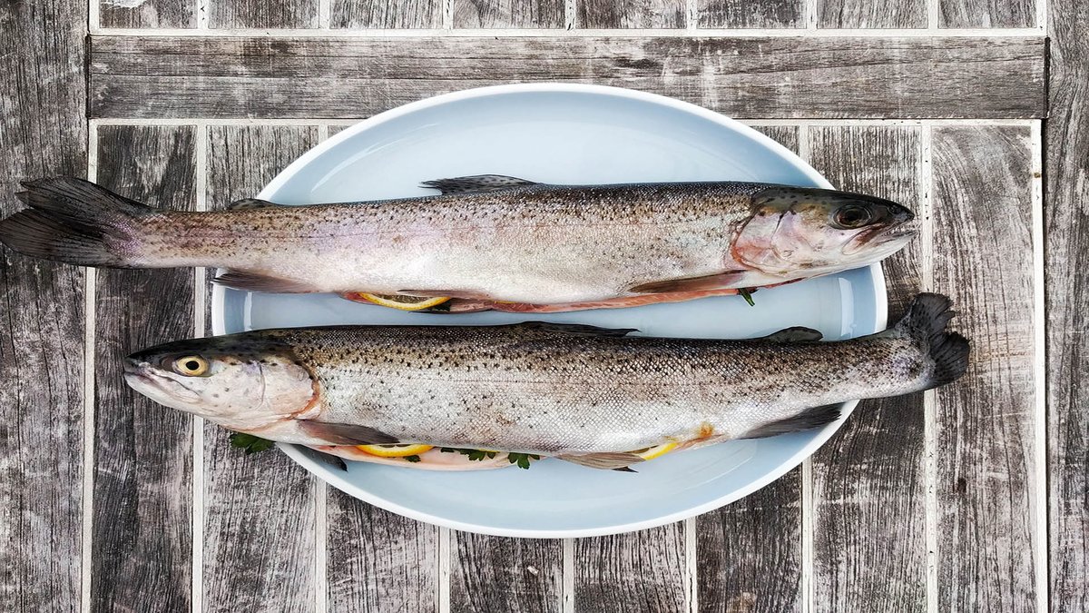 sage_s65739624's tweet photo. Yes, dogs may eat fish; fish may serve as a component of a nutritious diet for the #dog, provided it is thoroughly cooked without any added oils and spices, doesn't have any bones, #Dogs #Dogs_Care #Can_Dogs_Eat_Raw_Fish #6_QnAs_for_Dogs_Eating_Fish
https://t.co/VzIHGASGq2 https://t.co/3qni2L3bVO