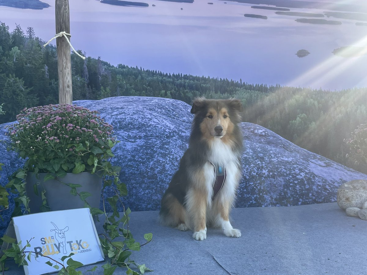 Viikonlopun teemana Rally-toko SM 2023 Liperin Pärnävaaralla💪Kuvauspaikasta kiitos #punamusta . Kohta mennään.

#liperi #joankoiraurheilukeskus