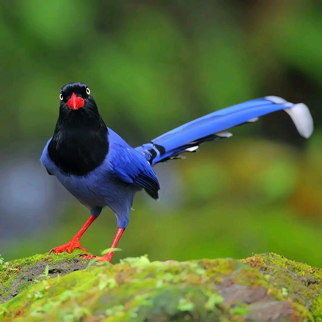 💟Taiwan Blue Magpie🕊😊