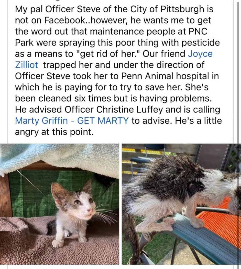 Hell, after all that leg work I did debunking the #pnccat #hoax, turns out the tribe already did Ll the work many hours ago
Here's the link
triblive.com/local/pirates-…
Not sure why this woman made  shit up.
#pncpark #pittsburgh #hoax