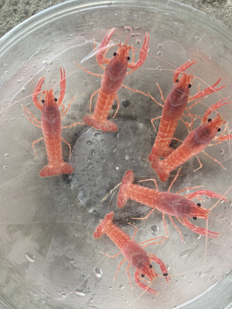 Pink crayfish, named Valentine, are born from breeding. From my first farm in Thailand