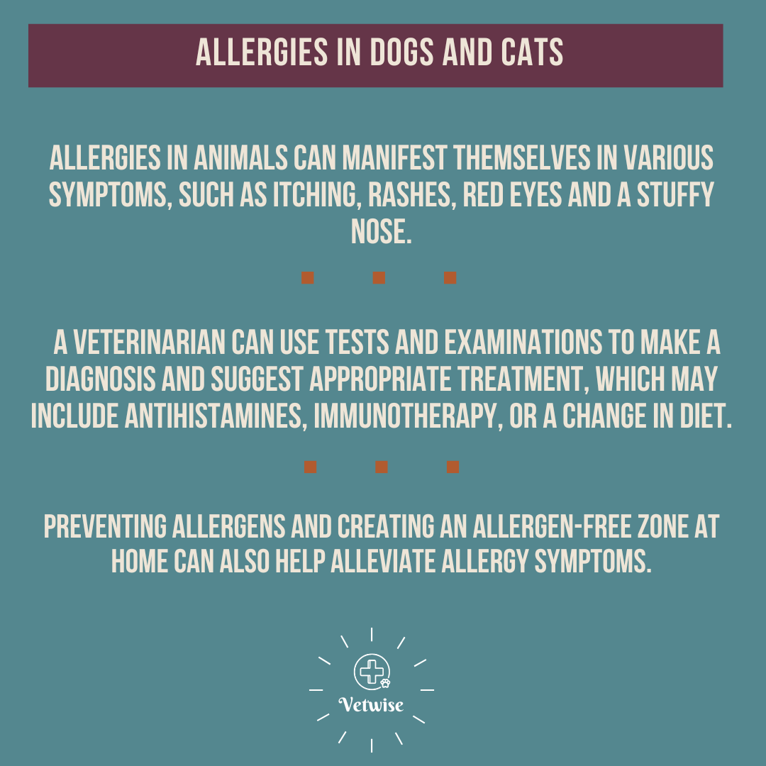 Allergies in dogs and cats.

symptoms, diagnosis and treatment of allergic reactions

#allergy #dog #animals #veterinary #summer #health #doglovers #vetwise #education