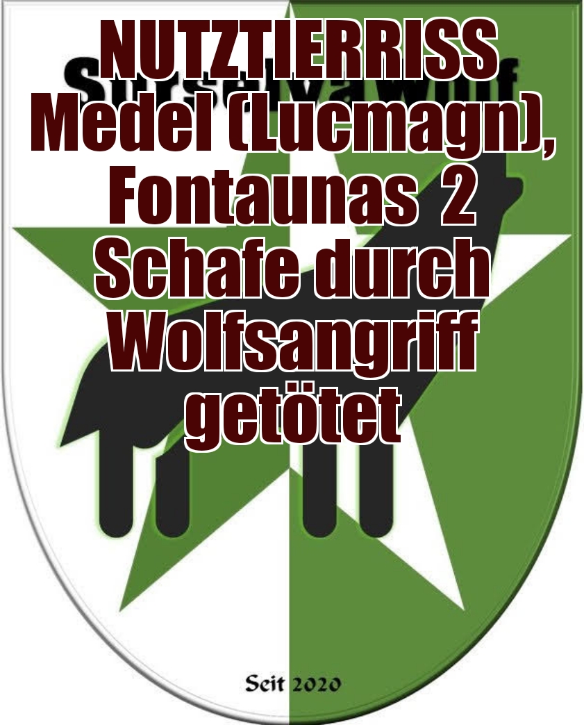 12.08.2023 Medel (Lucmagn), Fontaunas
2 Schafe durch Wolfsangriff getötet