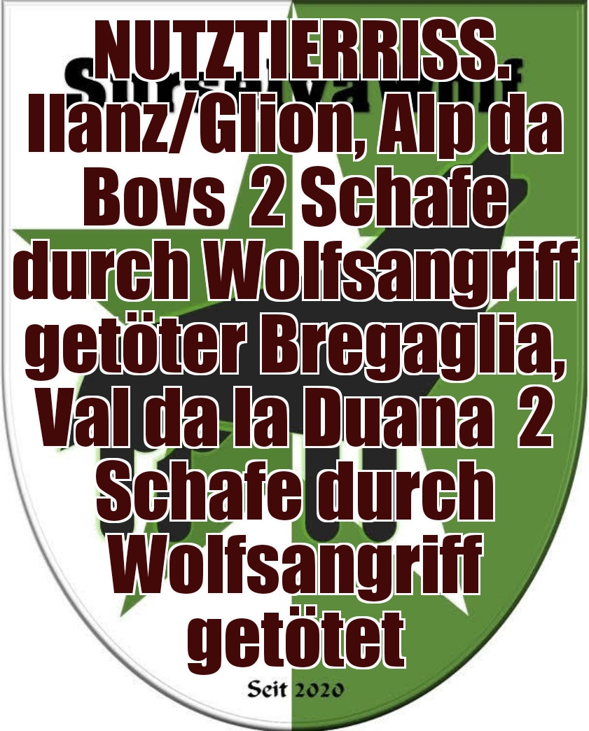 11.08.2023 Ilanz/Glion, Alp da Bovs
2 Schafe durch Wolfsangriff getötet

11.08.2023 Bregaglia, Val da la Duana
2 Schafe durch Wolfsangriff getötet