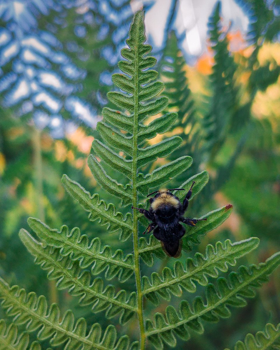 MrMocata's tweet photo. A bumblebee asleep for the evening on the underside of a fern after a long day pollinating a field of Solidago flowers. https://t.co/c2GSKbE0Wc