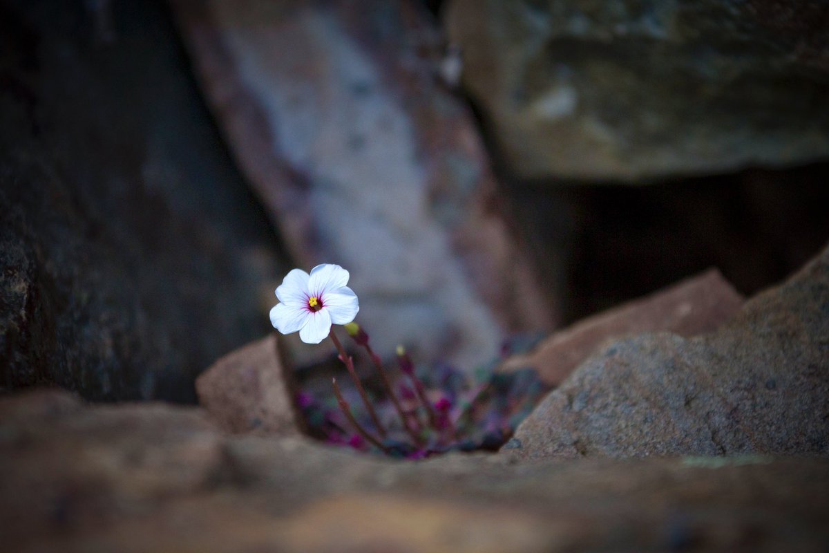 MaryLloyd4's tweet image. The veld is alive with flowers at the moment, some living in the smallest of crevices, enduring such harsh conditions, yet throwing up such pretty blooms.

#prettylittlethings #SouthAfrica #wildlifephotography