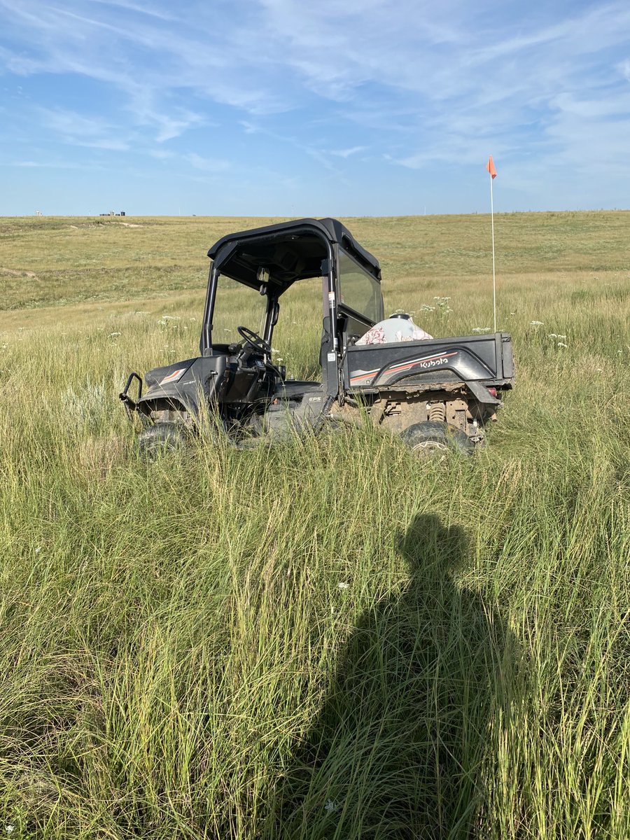 Well I found the darn hole in the pasture. Thank goodness for cell service because I would’ve been walking. Wouldn’t budge even in 4WD. I was watching cattle and not paying attention.  Pretty amazing recovery on the pasture after drought.  Tall green grass is a good thing.