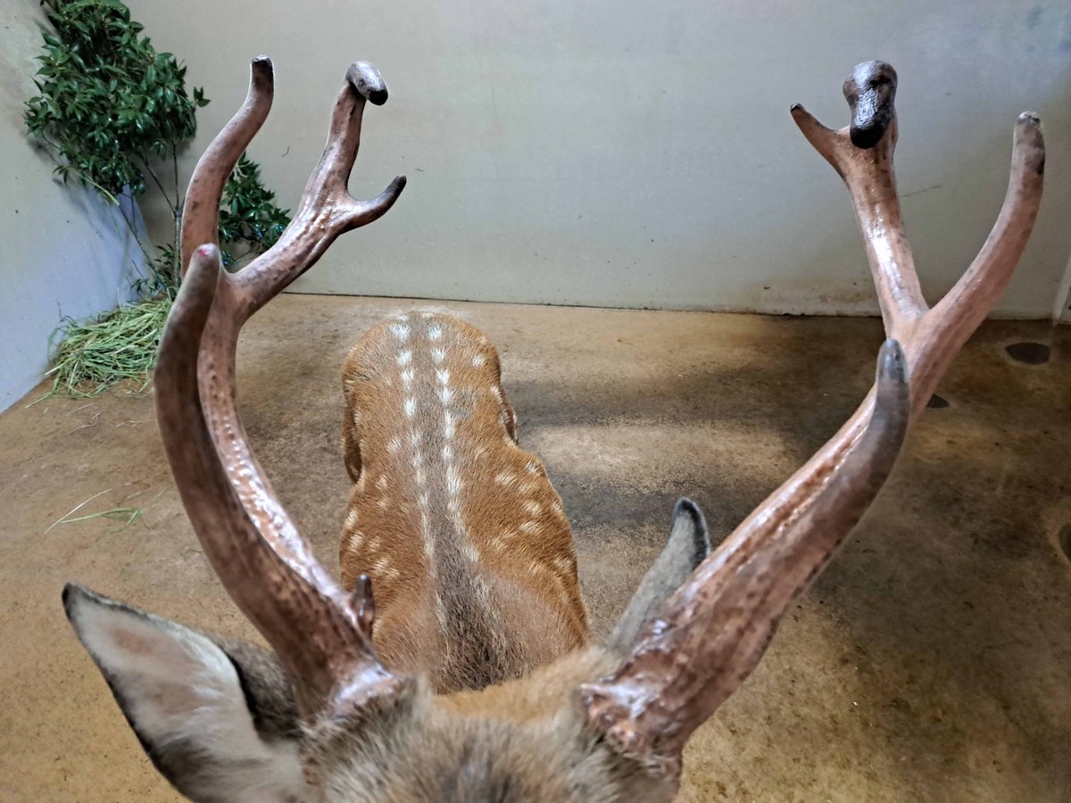 至近距離での角の成長観察写真です。そろそろ伸びきったようですね